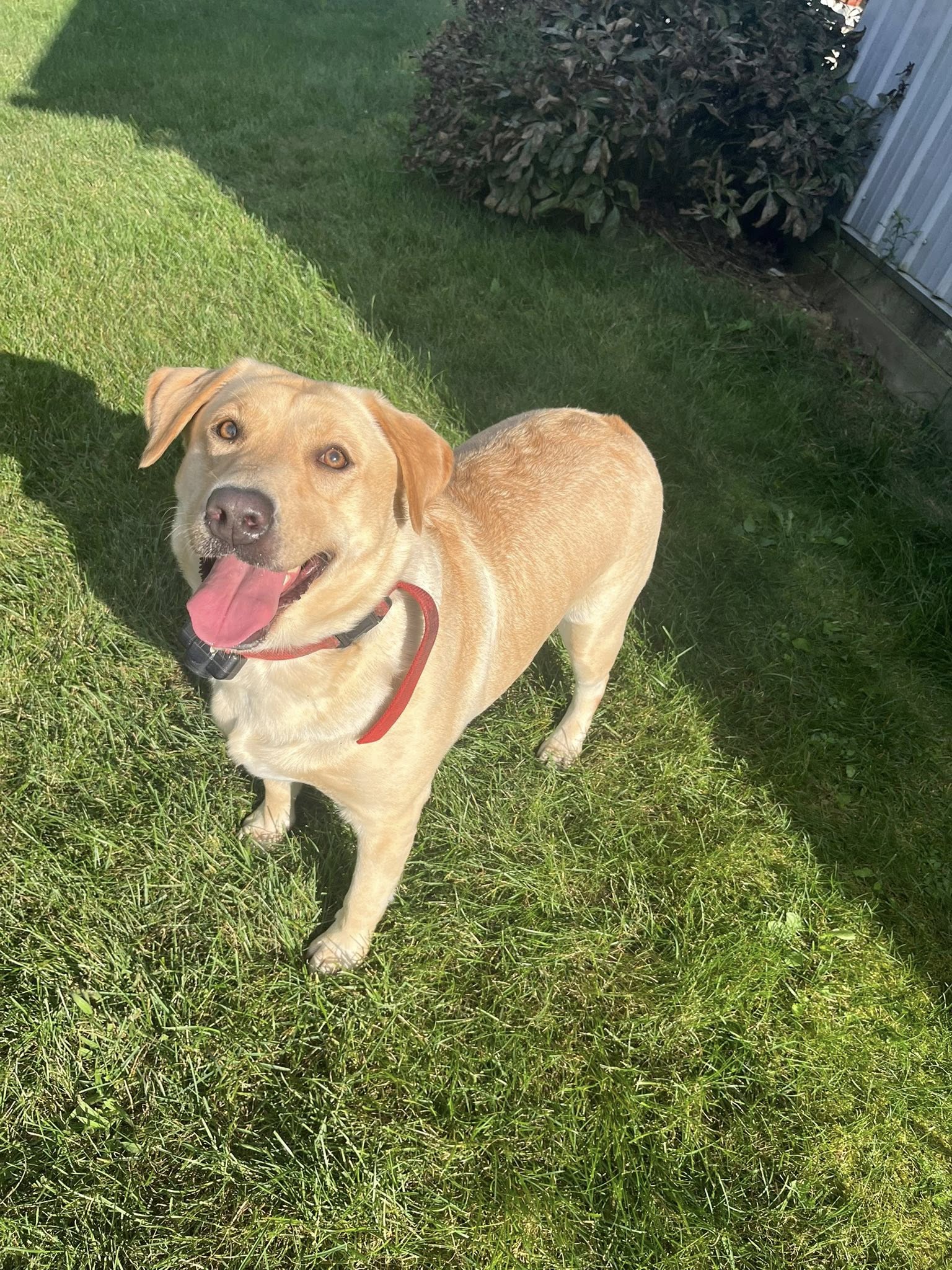 Frankie - Dam (Mother)